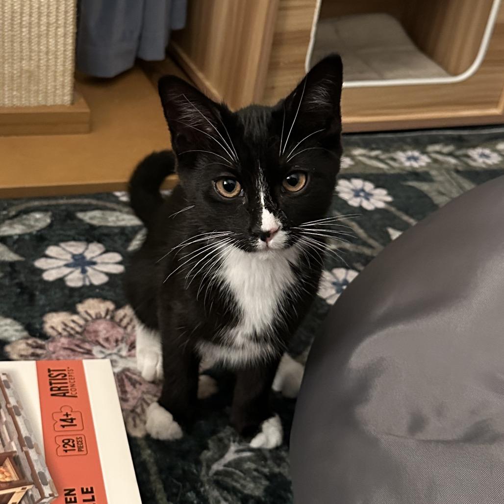Pen, a Adoptable Domestic Short Hair in Costa Mesa, CA image 2/6