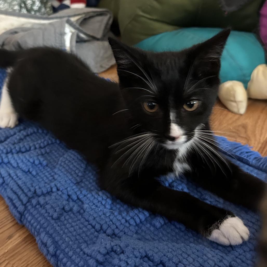 Pen, a Adoptable Domestic Short Hair in Costa Mesa, CA image 3/6