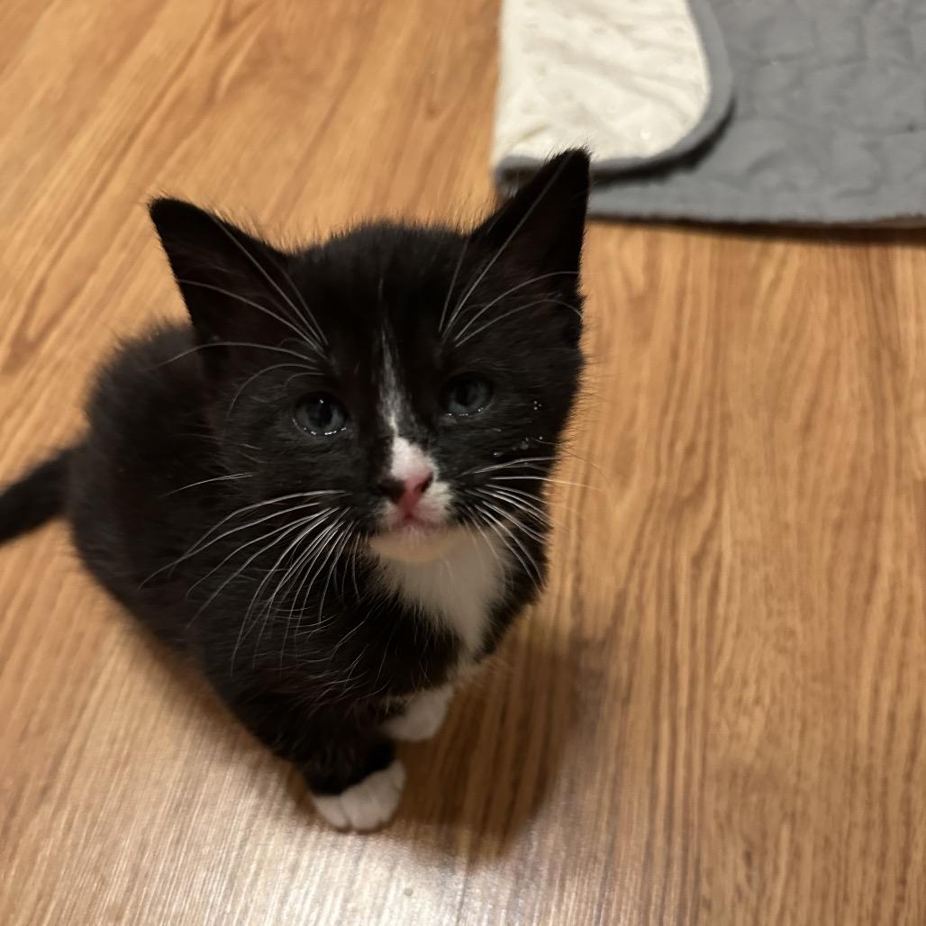 Pen, Adoptable, Kitten Female Domestic Short Hair.