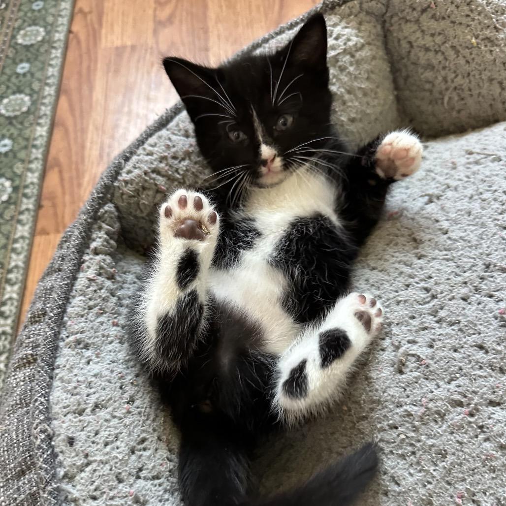 Enlarge Pen, a Adoptable Domestic Short Hair in Costa Mesa, CA image 2/6
