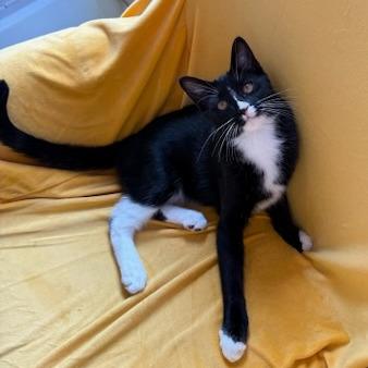 Enlarge Pen, a Adoptable Domestic Short Hair in Costa Mesa, CA image 3/6