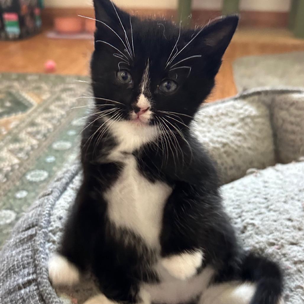 Enlarge Pen, a Adoptable Domestic Short Hair in Costa Mesa, CA image 4/6
