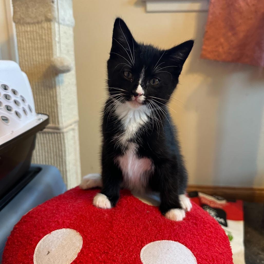 Enlarge Pen, a Adoptable Domestic Short Hair in Costa Mesa, CA image 5/6