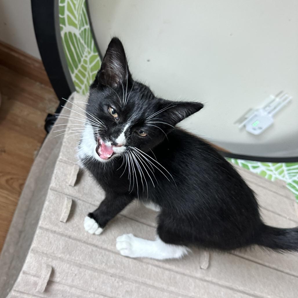 Pen, a Adoptable Domestic Short Hair in Costa Mesa, CA image 5/6