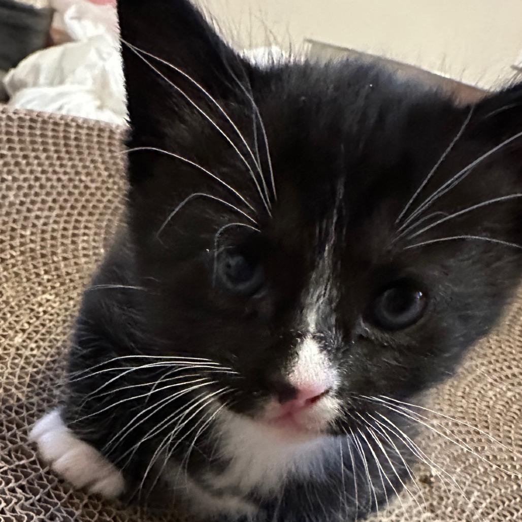 Enlarge Pen, a Adoptable Domestic Short Hair in Costa Mesa, CA image 6/6