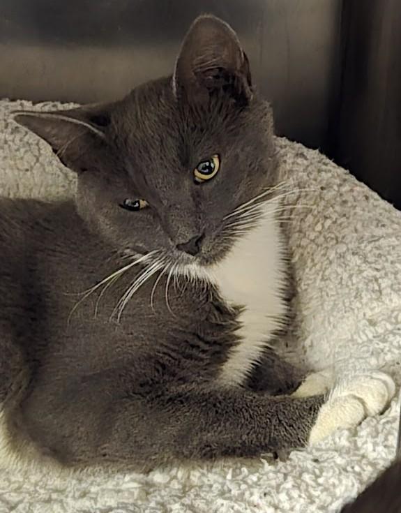 Travis, a Adoptable Domestic Short Hair in North Myrtle Beach, SC image 6/6