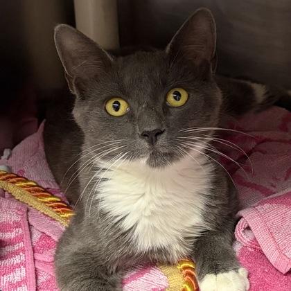 Travis, a Adoptable Domestic Short Hair in North Myrtle Beach, SC image 3/6