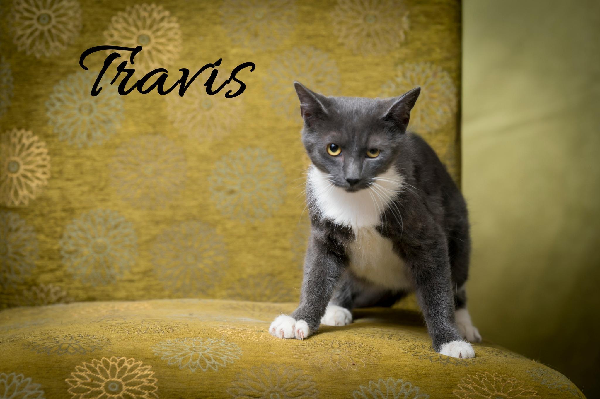 Travis, a Adoptable Domestic Short Hair in North Myrtle Beach, SC image 2/6