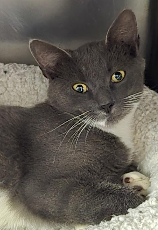 Travis, a Adoptable Domestic Short Hair in North Myrtle Beach, SC image 5/6