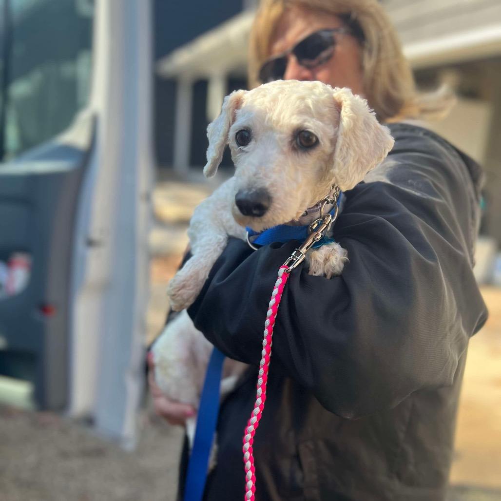 Lilac, Adoptable, Adult Female Bichon Frise.