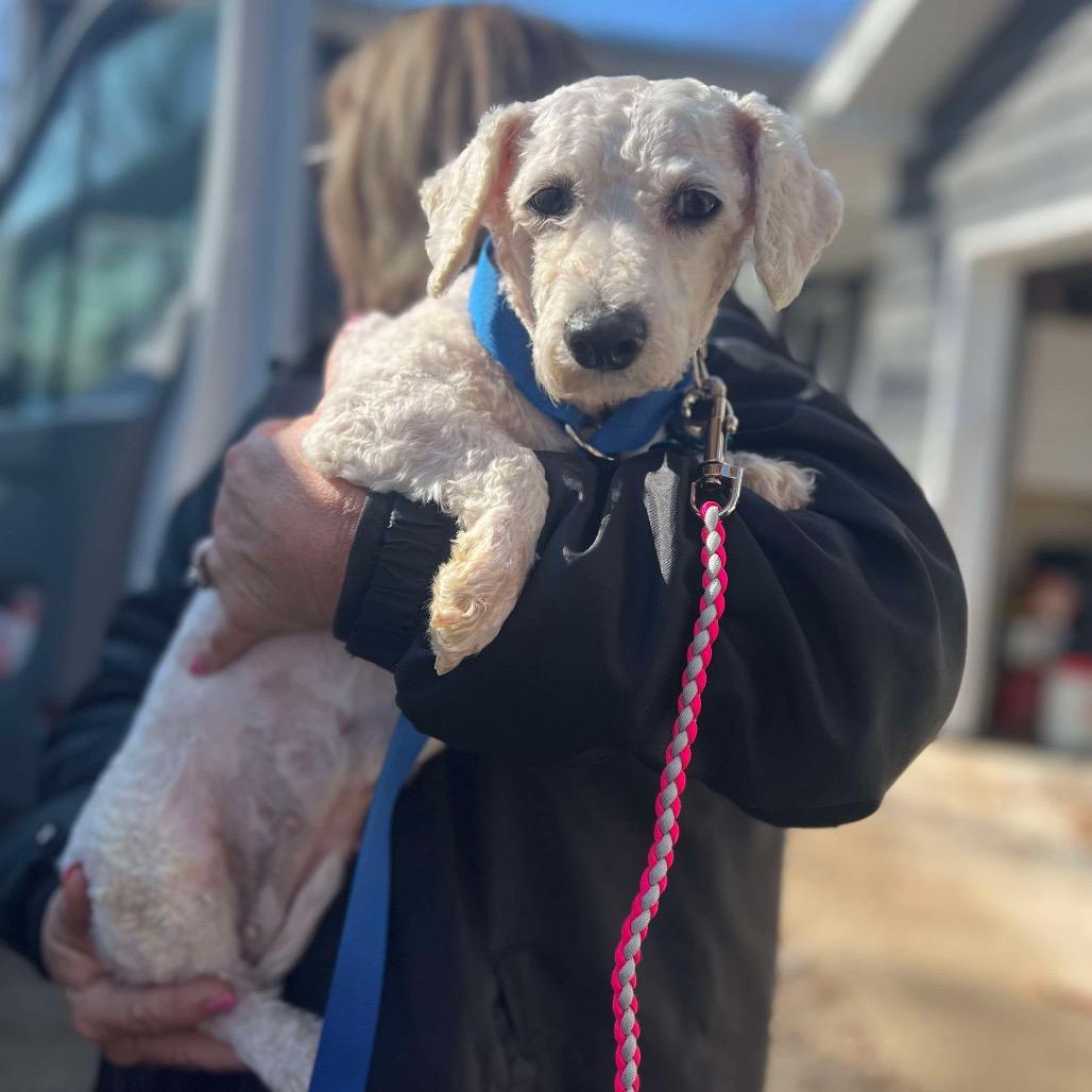 Enlarge Lilac, a Adoptable Bichon Frise in St. Charles, IL image 4/6