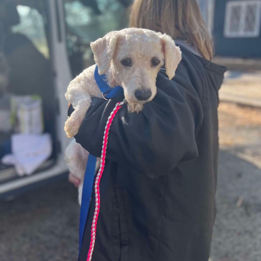 Enlarge Lilac, a Adoptable Bichon Frise in St. Charles, IL image 5/6