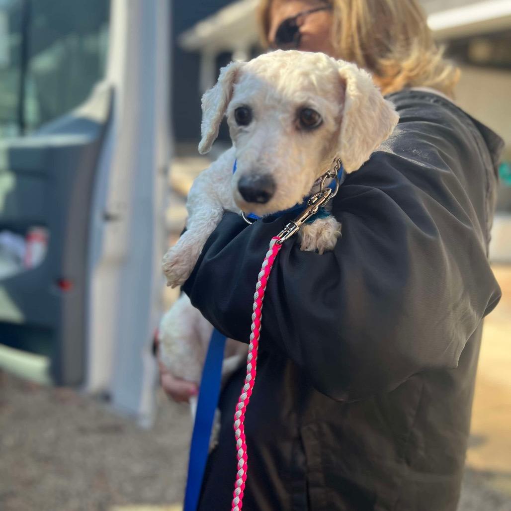 Enlarge Lilac, a Adoptable Bichon Frise in St. Charles, IL image 6/6