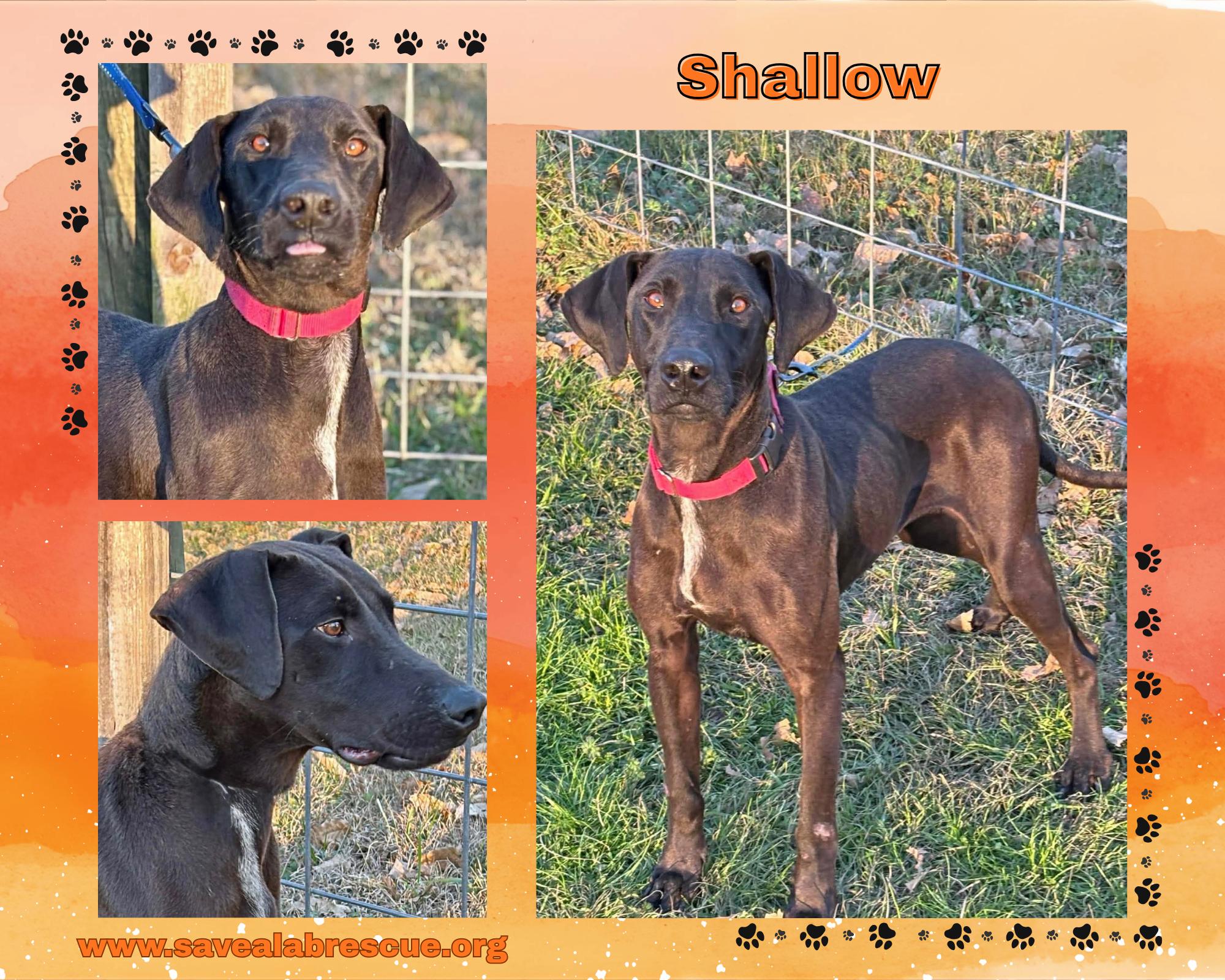 Enlarge Shallow, a ADOPTABLE mixed breed in Newport, RI image 1/1