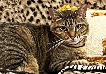 Seven--- URGENT: I want to live!!!!