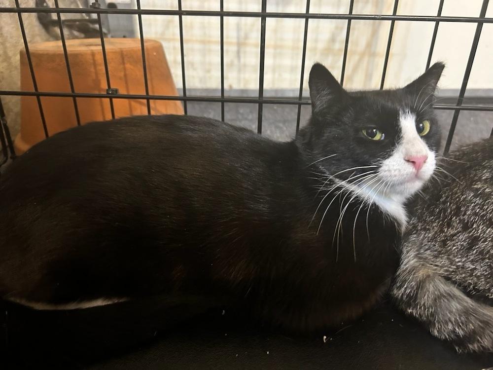 Gemma - Grumman 9, Adoptable, Adult Female Domestic Short Hair.