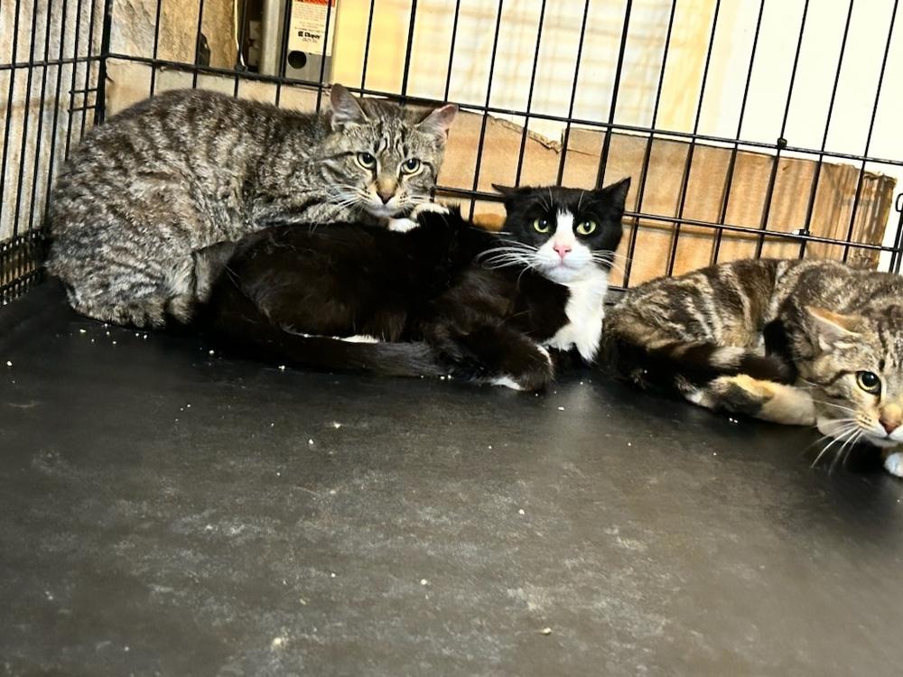 Enlarge Gemma - Grumman 9, a Adoptable mixed breed in Westbury, NY image 2/6