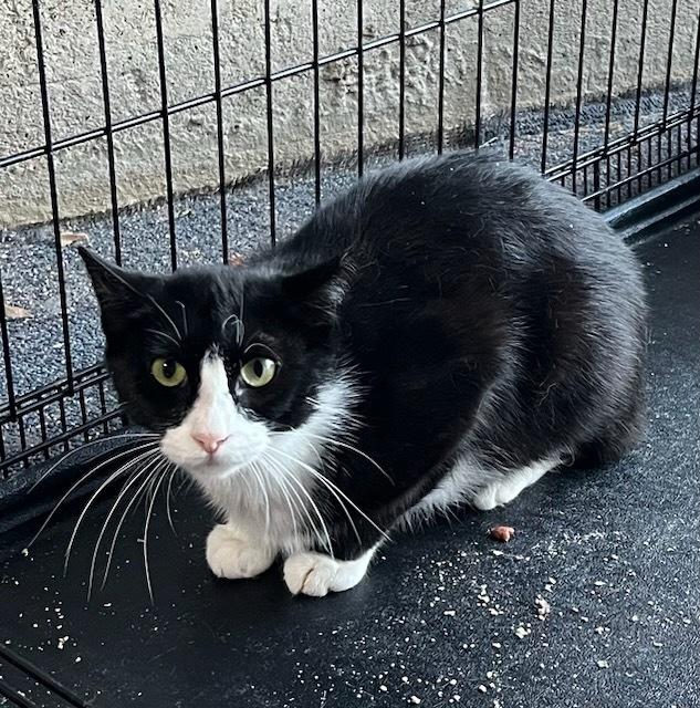 Enlarge Gemma - Grumman 9, a Adoptable mixed breed in Westbury, NY image 3/6