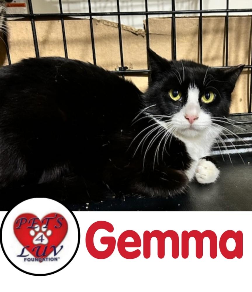 Enlarge Gemma - Grumman 9, a Adoptable mixed breed in Westbury, NY image 4/6