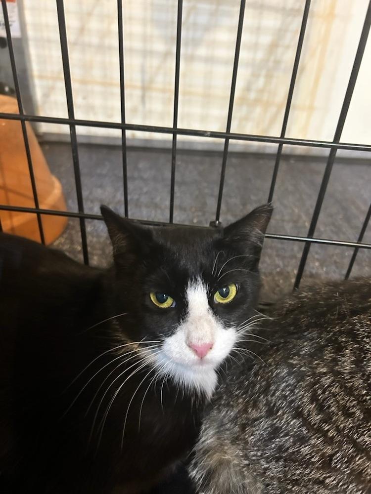 Enlarge Gemma - Grumman 9, a Adoptable mixed breed in Westbury, NY image 5/6