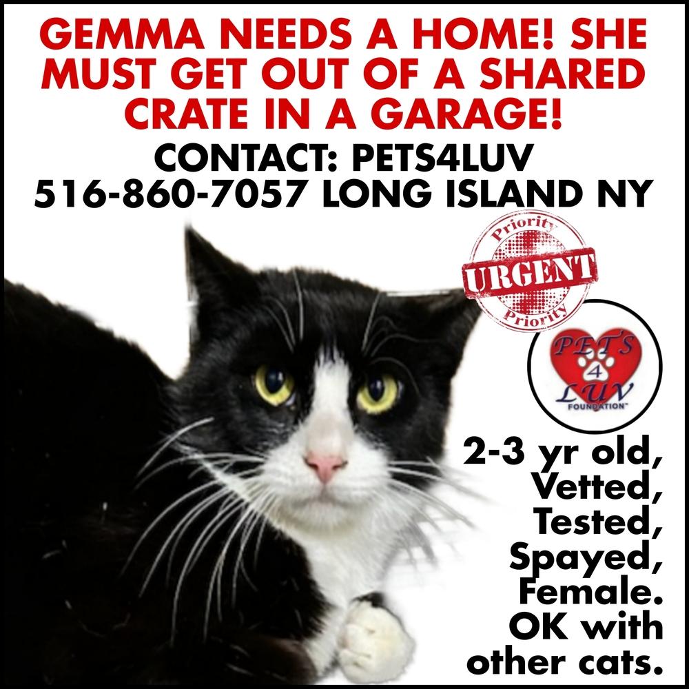Enlarge Gemma - Grumman 9, a Adoptable mixed breed in Westbury, NY image 6/6