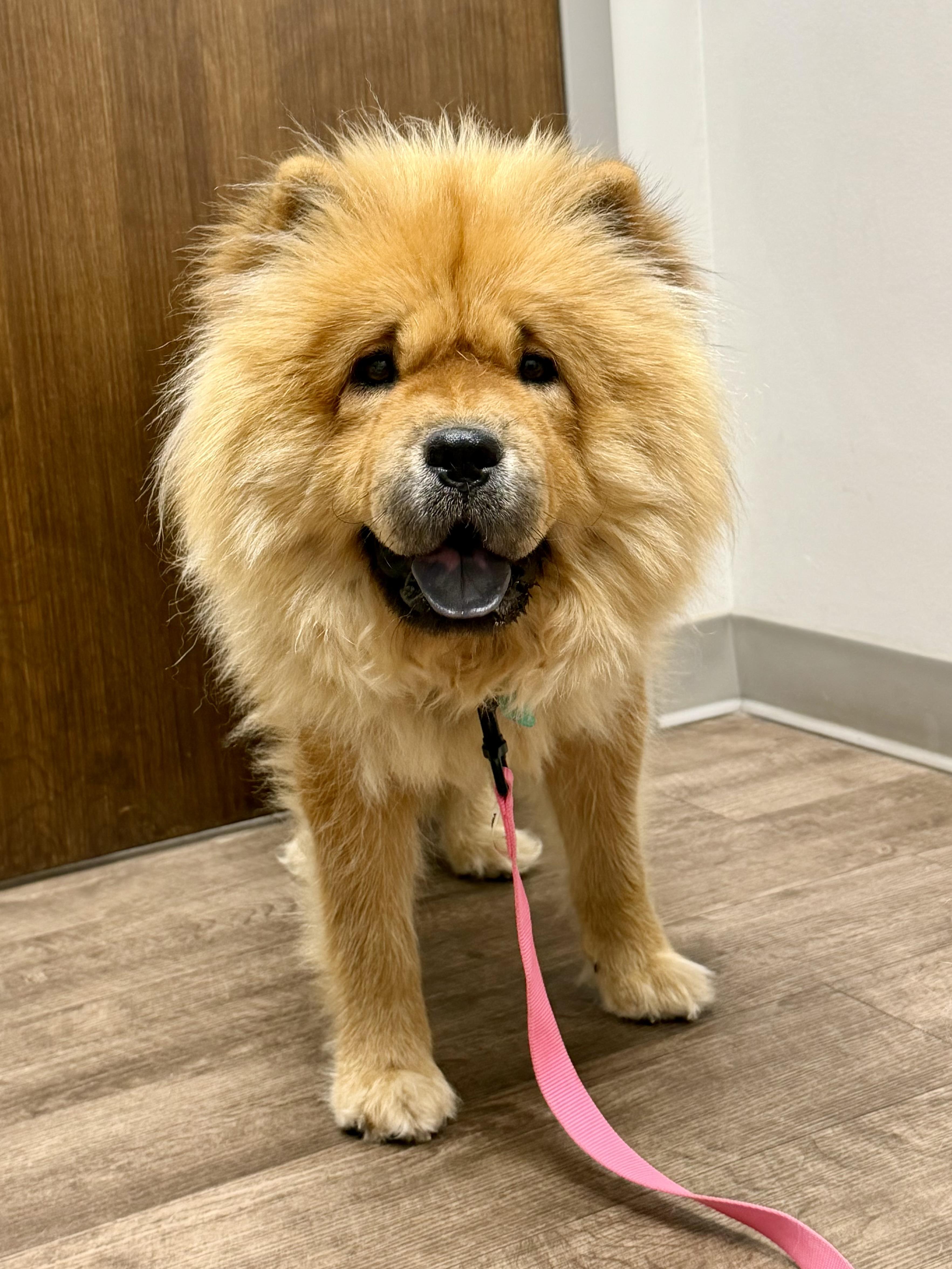 Athena, ADOPTABLE, Young Female Chow Chow.