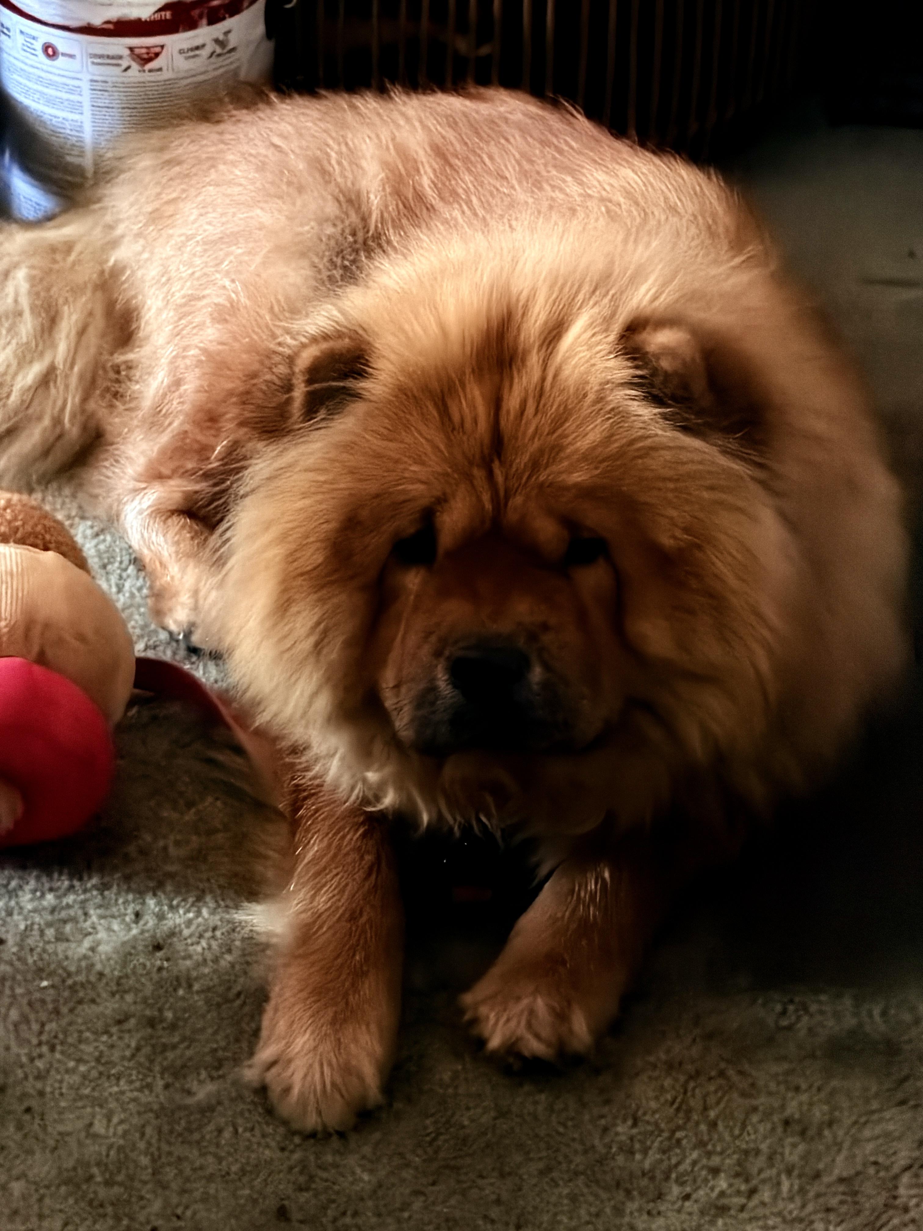 Enlarge Athena, a ADOPTABLE Chow Chow in Saint Louis, MO image 3/5