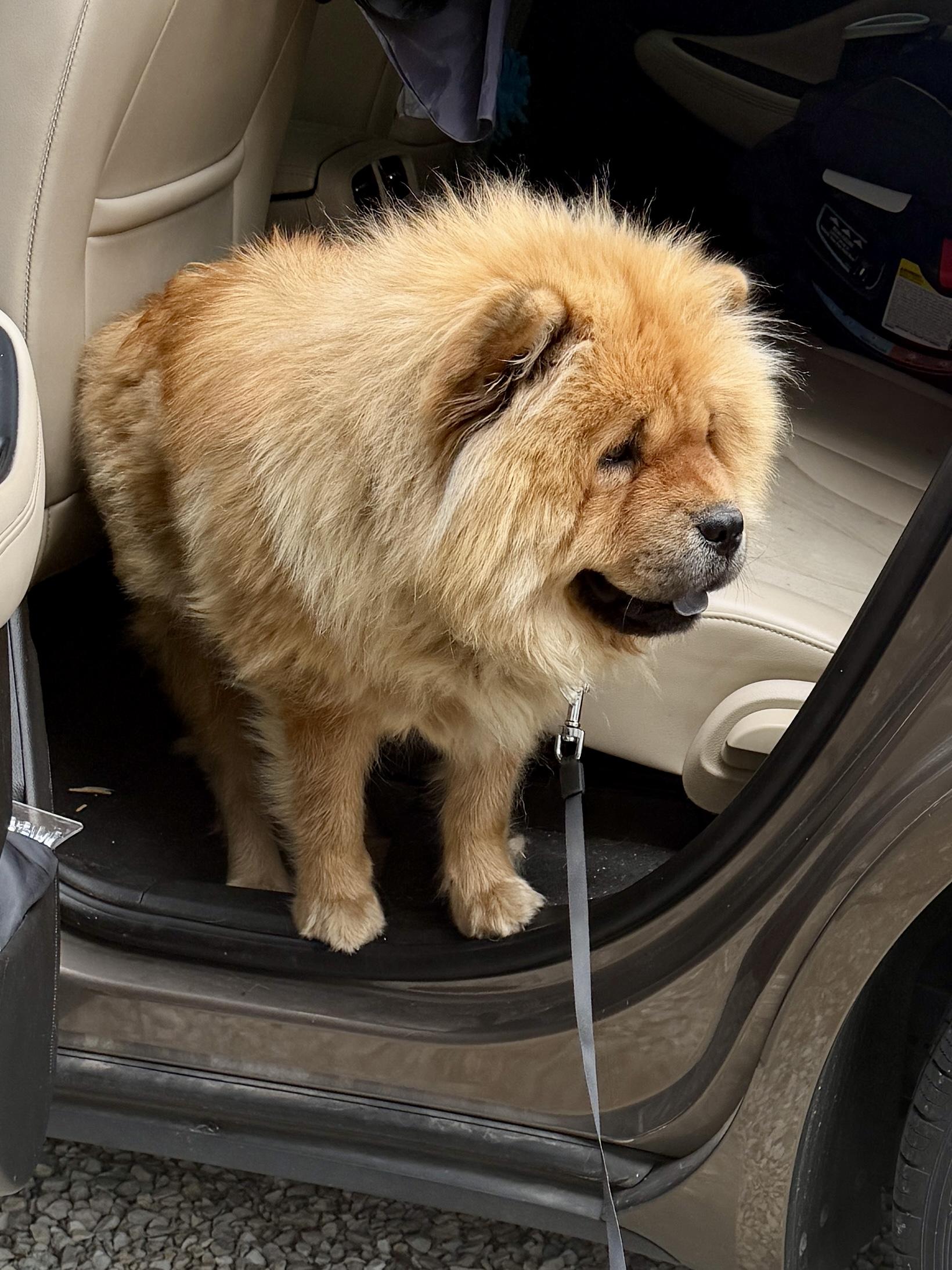 Enlarge Athena, a ADOPTABLE Chow Chow in Saint Louis, MO image 2/5