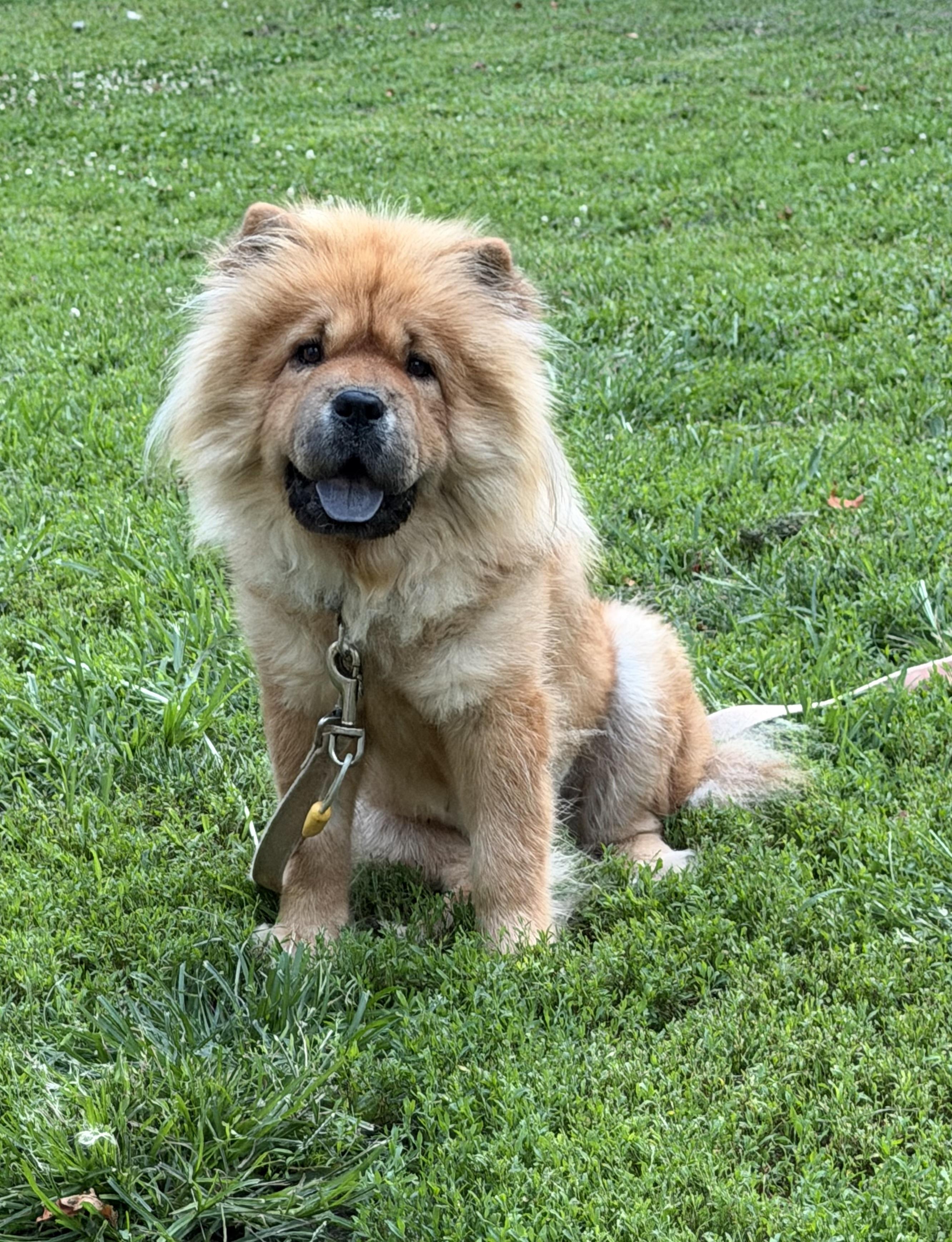 Enlarge Athena, a ADOPTABLE Chow Chow in Saint Louis, MO image 4/5