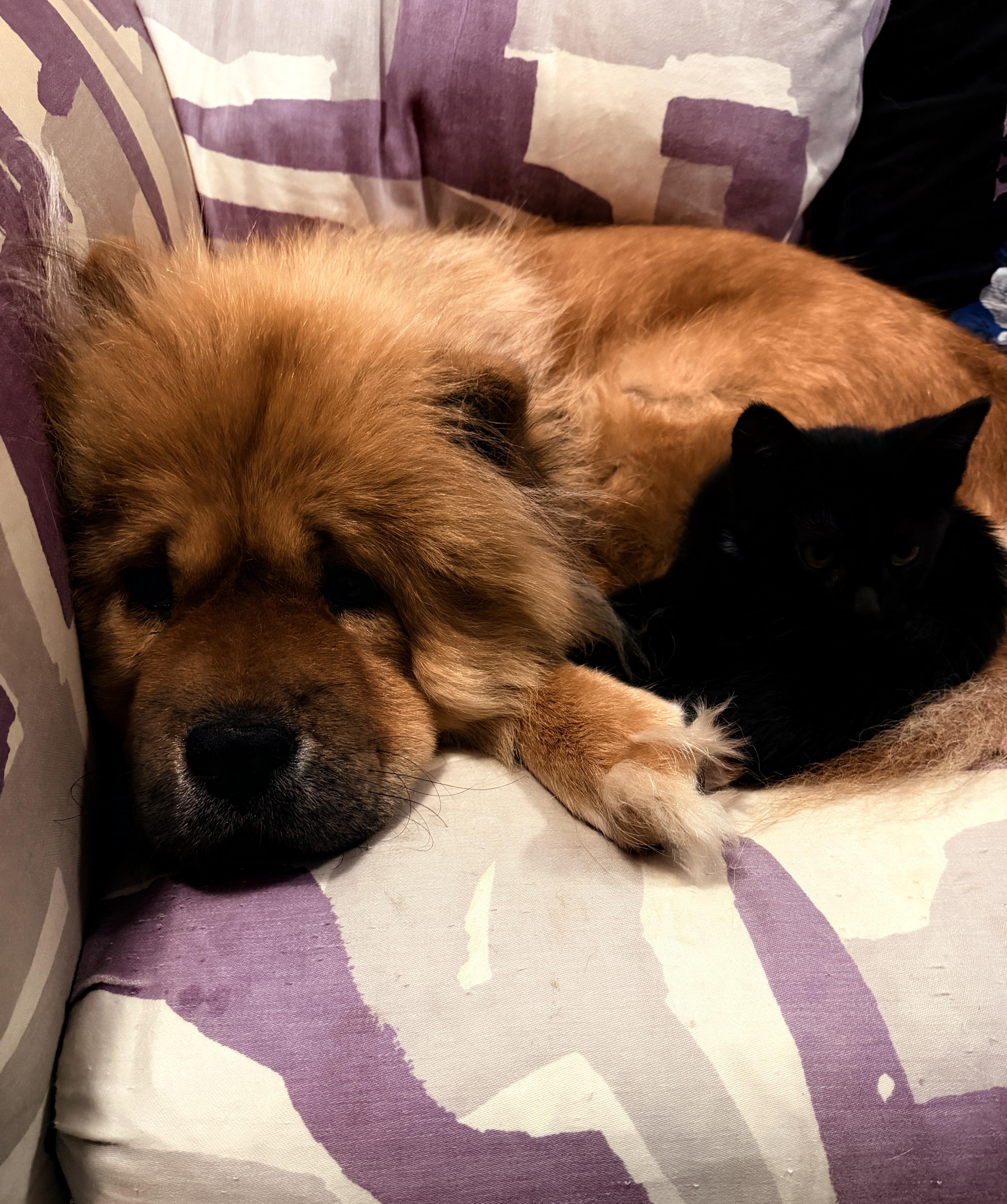 Enlarge Athena, a ADOPTABLE Chow Chow in Saint Louis, MO image 5/5