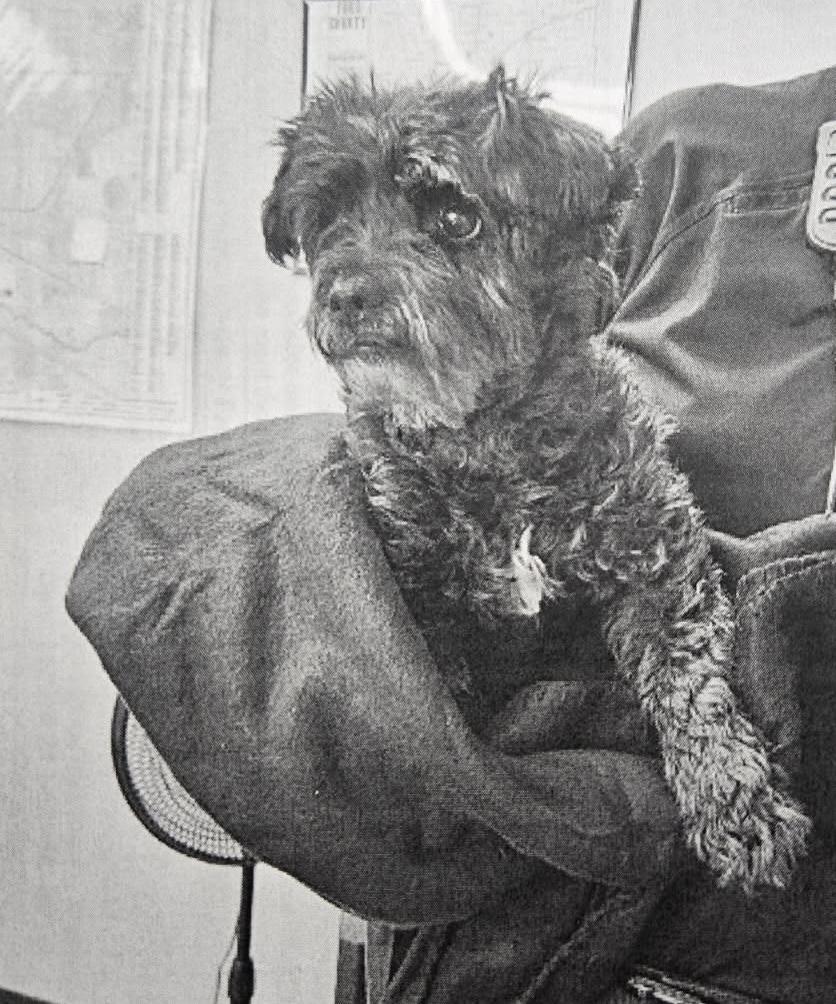 Ziggy, Adoptable, Adult Male Shih Tzu & Terrier.