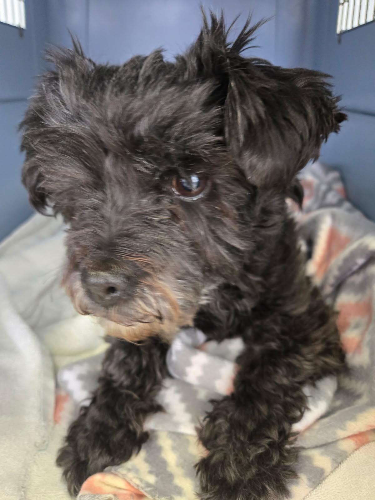 Ziggy, a Adoptable mixed breed in Littleton, CO image 2/2