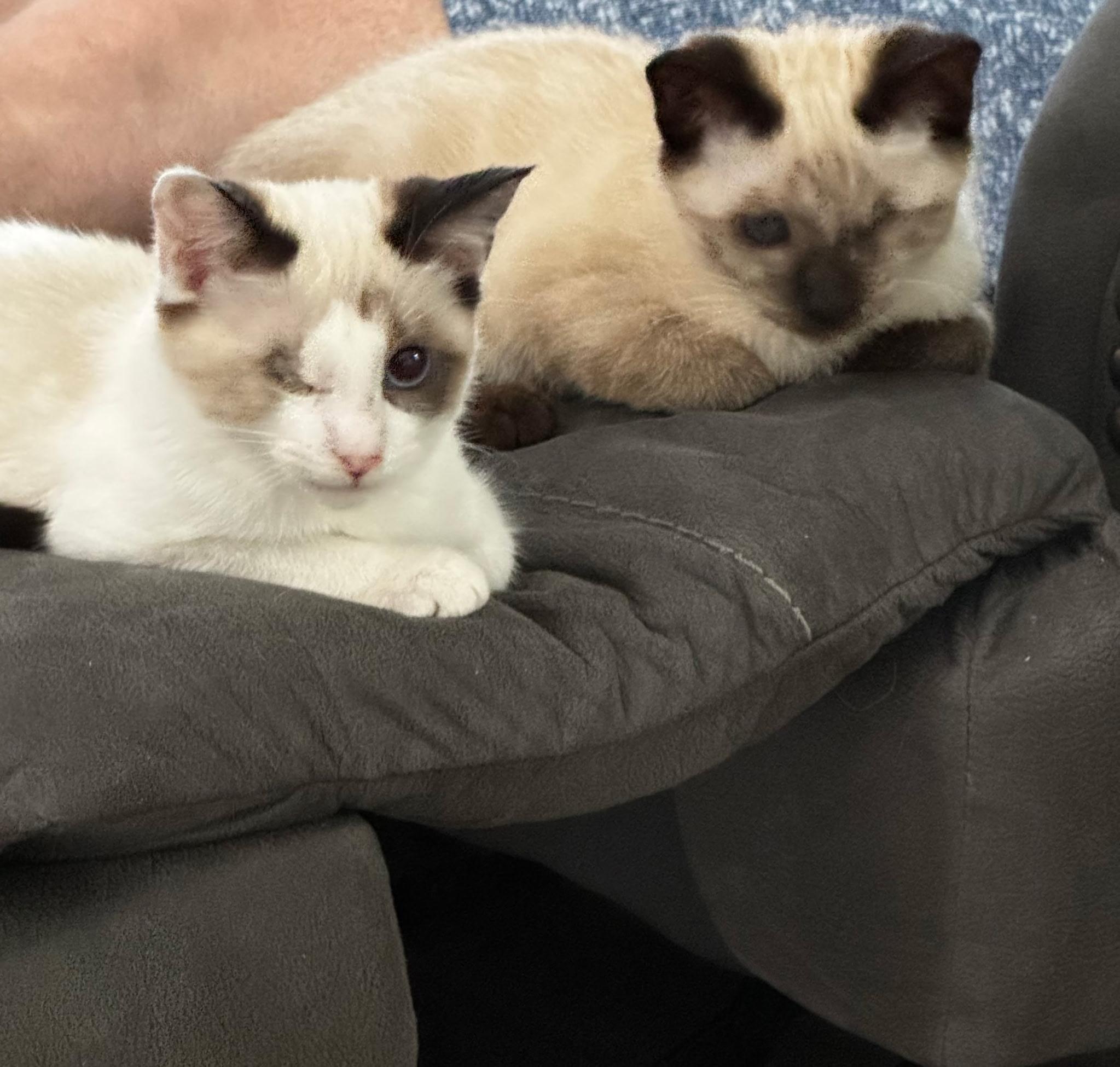 Pistachio and Cashew, adopted, Kitten Male Siamese.