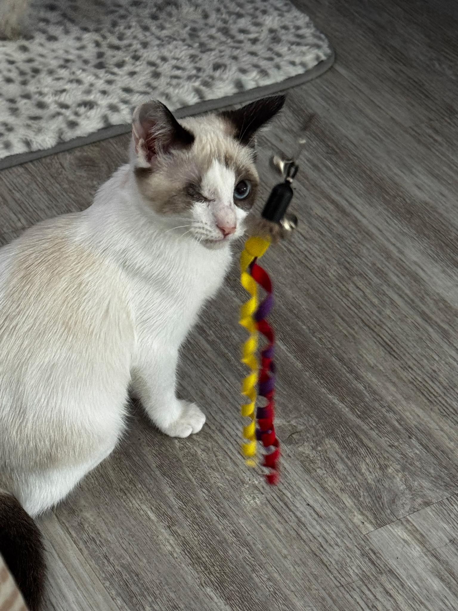 Pistachio and Cashew, an adopted Siamese in Lawrenceville, GA image 2/4