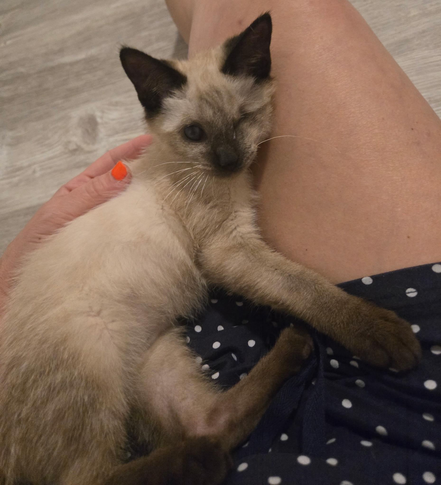 Pistachio and Cashew, an adopted Siamese in Lawrenceville, GA image 4/4