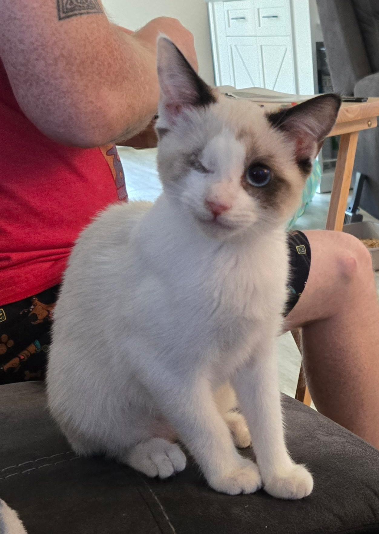 Pistachio and Cashew, an adopted Siamese in Lawrenceville, GA image 3/4