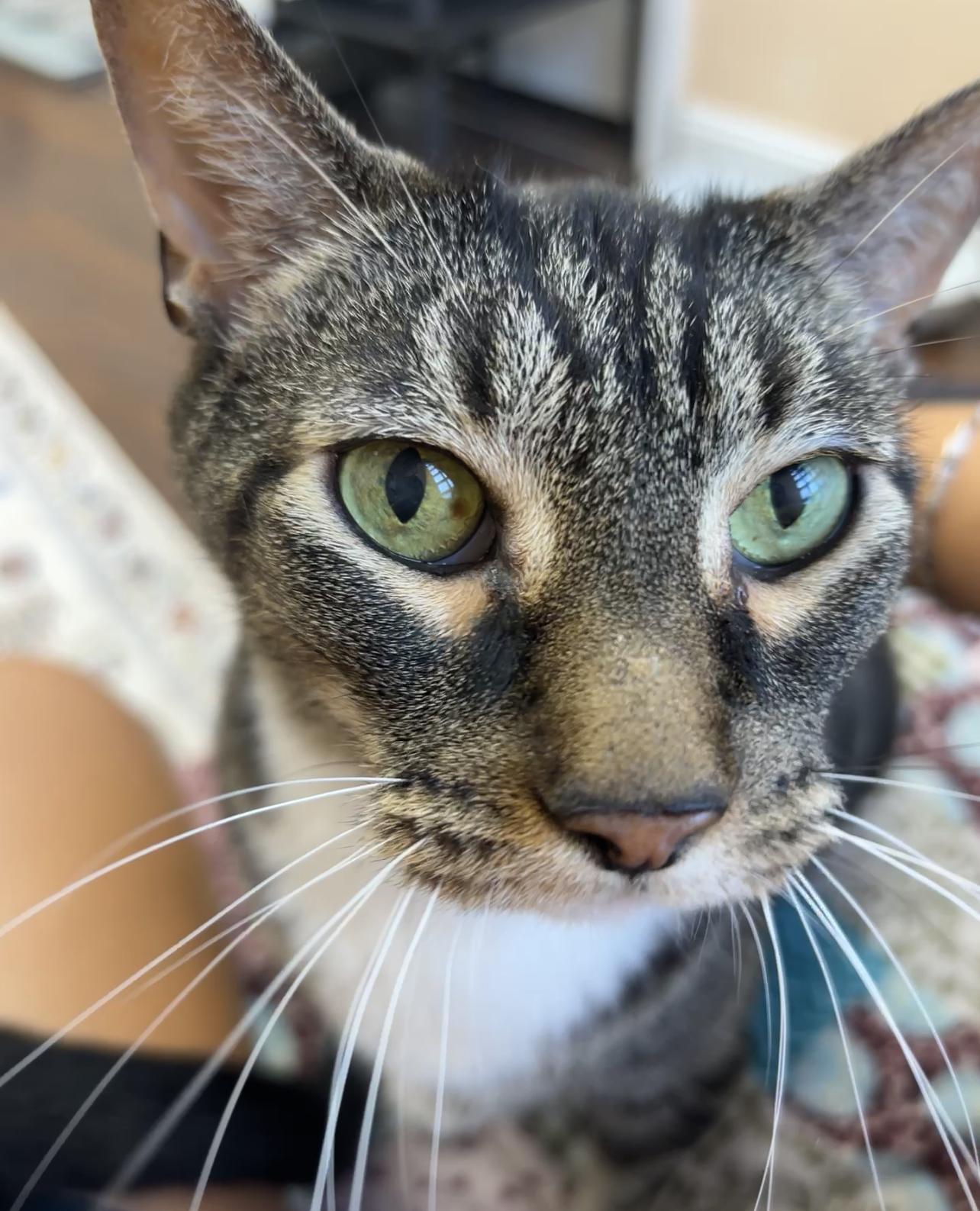 Buddy, Adoptable, Senior Male Tabby.