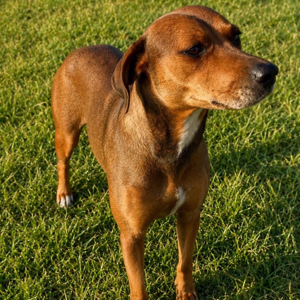 Claire, a ADOPTABLE mixed breed in Broad Brook, CT image 5/6