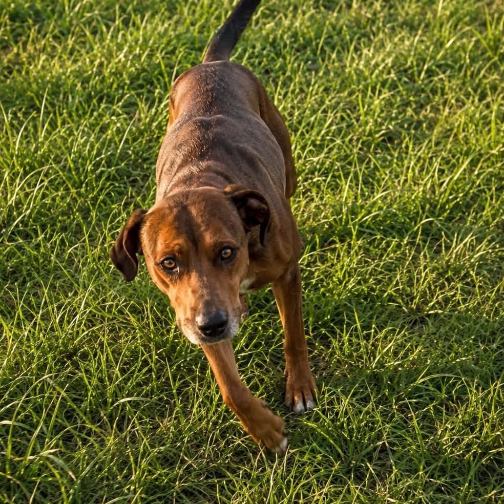 Claire, a ADOPTABLE mixed breed in Broad Brook, CT image 4/6