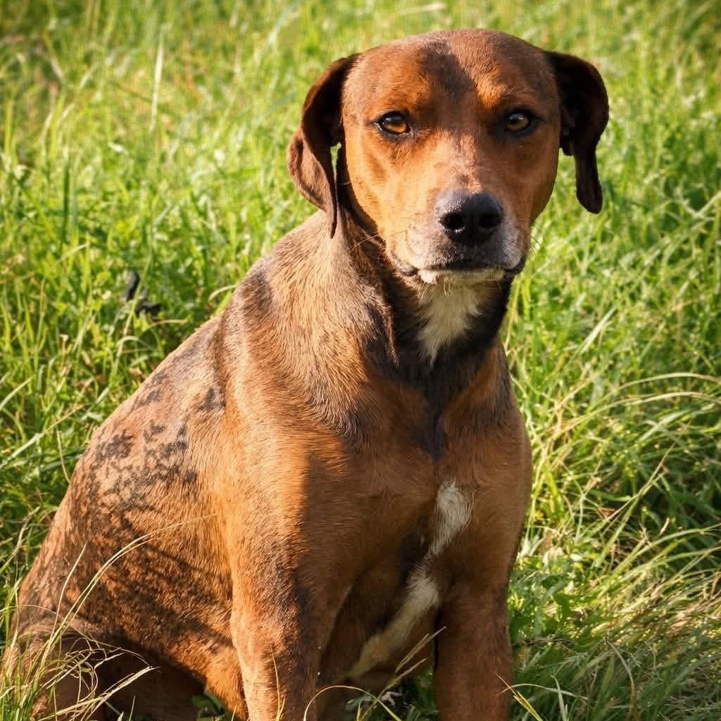 Claire, ADOPTABLE, Young Female Labrador Retriever & Hound.