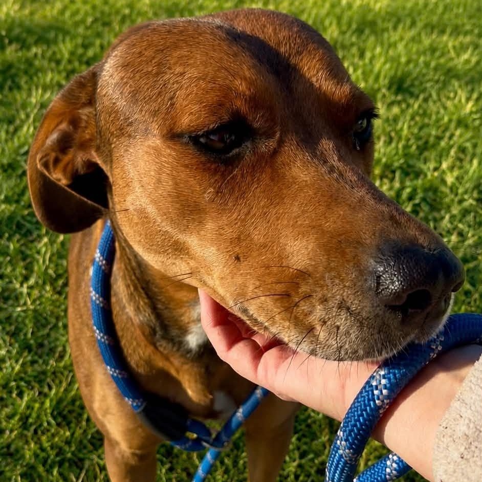 Claire, a ADOPTABLE mixed breed in Broad Brook, CT image 3/6