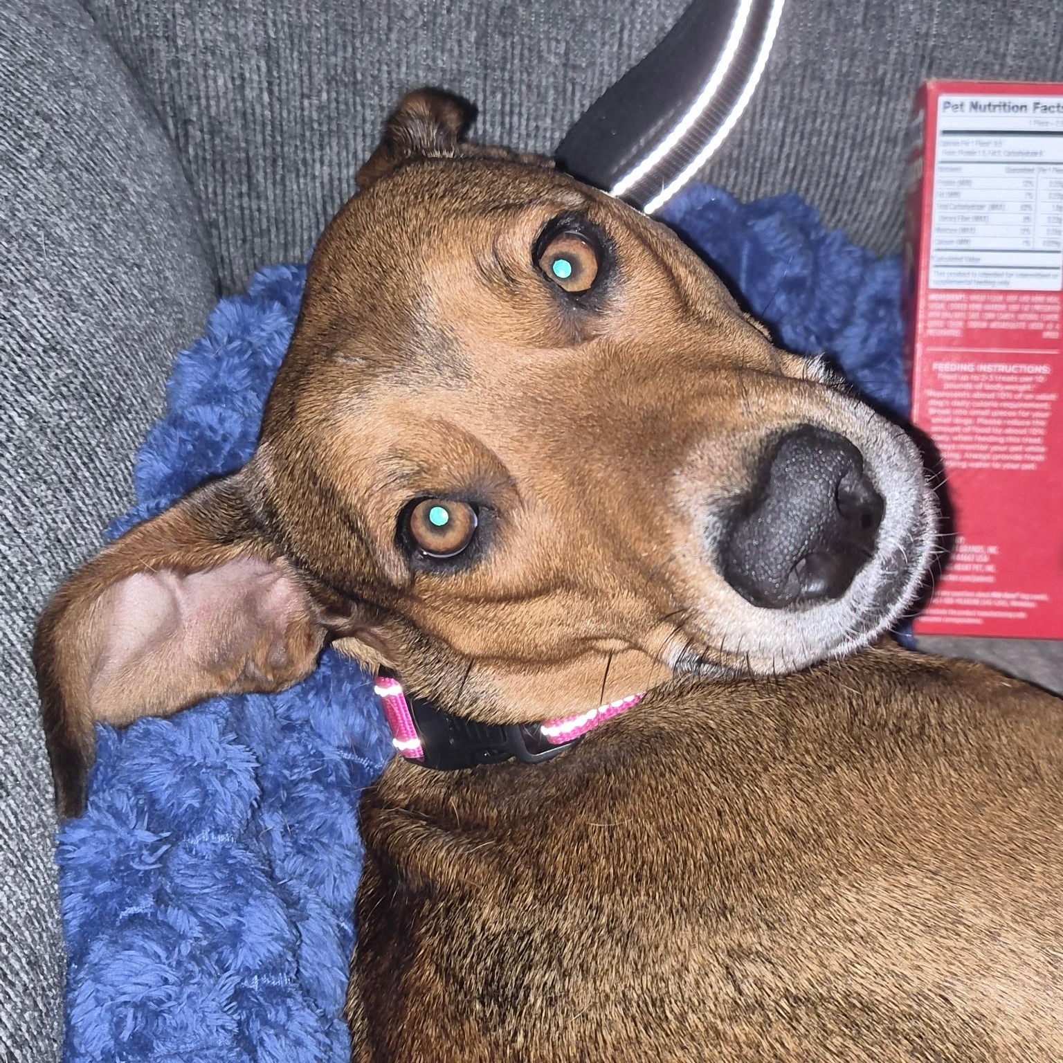 Claire, a ADOPTABLE mixed breed in Broad Brook, CT image 2/6