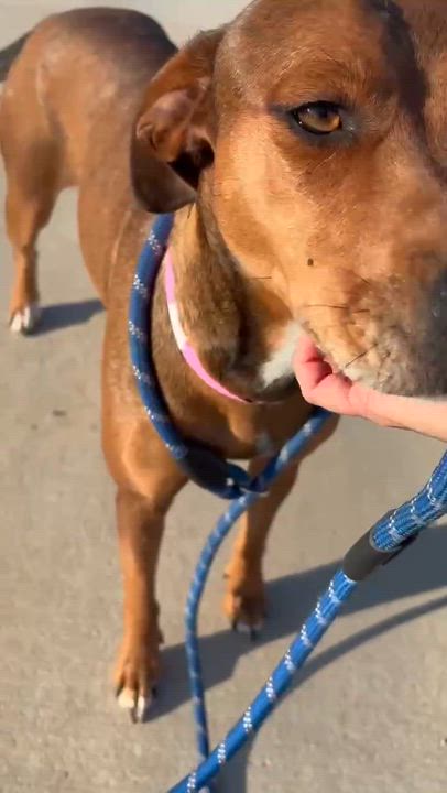 Enlarge Claire, a ADOPTABLE mixed breed in Broad Brook, CT video 6/6