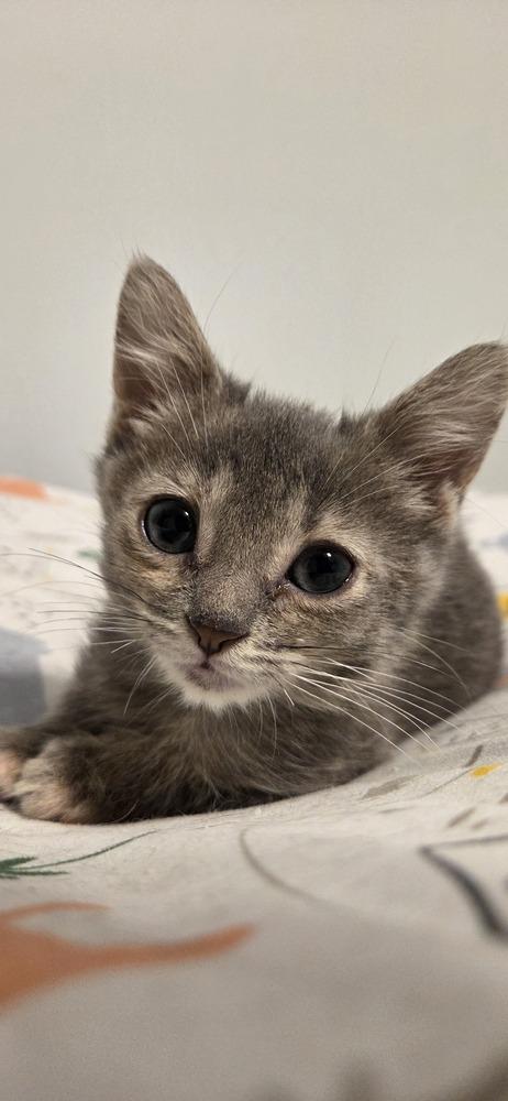 Enlarge Chamomile, a Adoptable Domestic Short Hair in Chicago, IL image 1/4