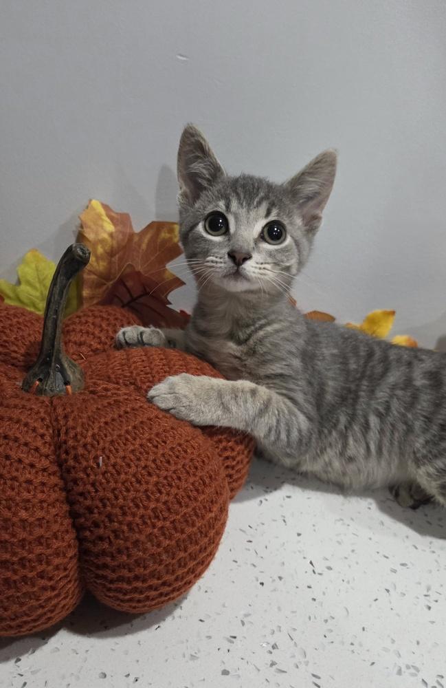Enlarge Chamomile, a Adoptable Domestic Short Hair in Chicago, IL image 2/4
