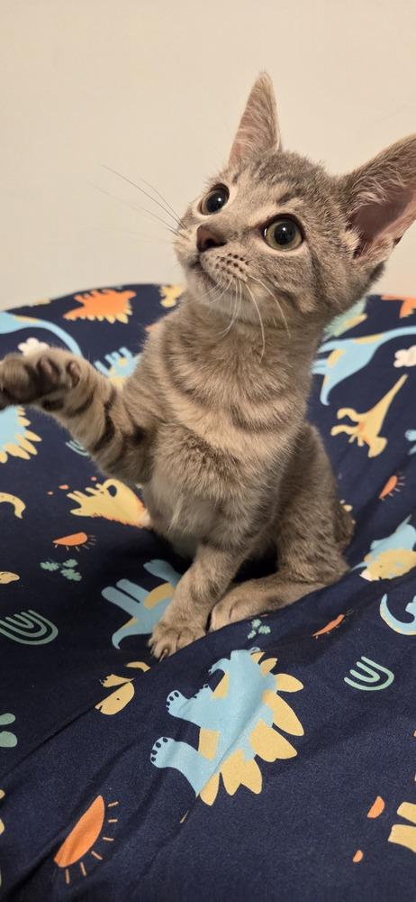 Enlarge Chamomile, a Adoptable Domestic Short Hair in Chicago, IL image 3/4