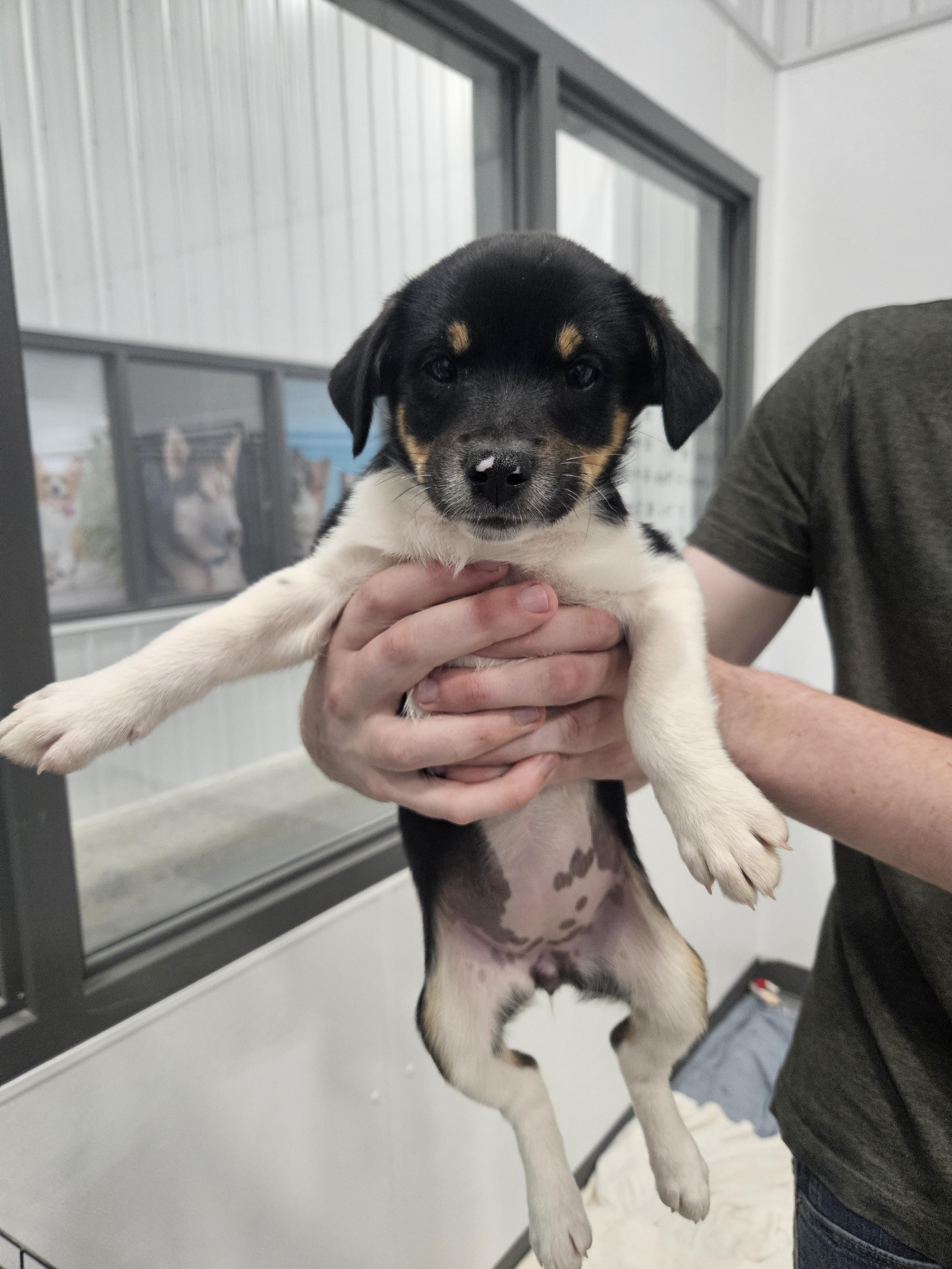 Sylvie, adopted, Puppy Female Jack Russell Terrier & Australian Shepherd.