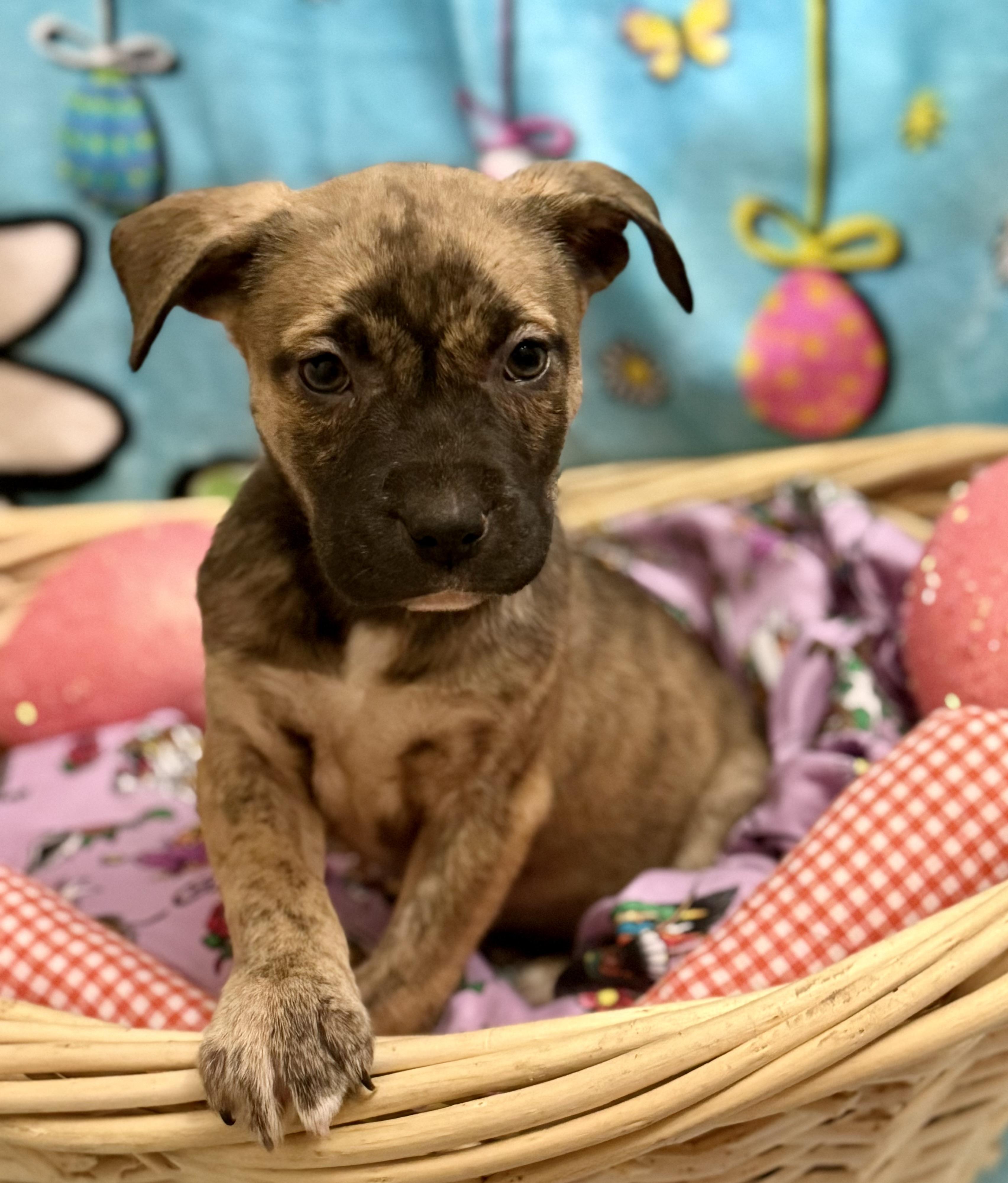 Tulip, a Adoptable mixed breed in Portland , OR image 1/3