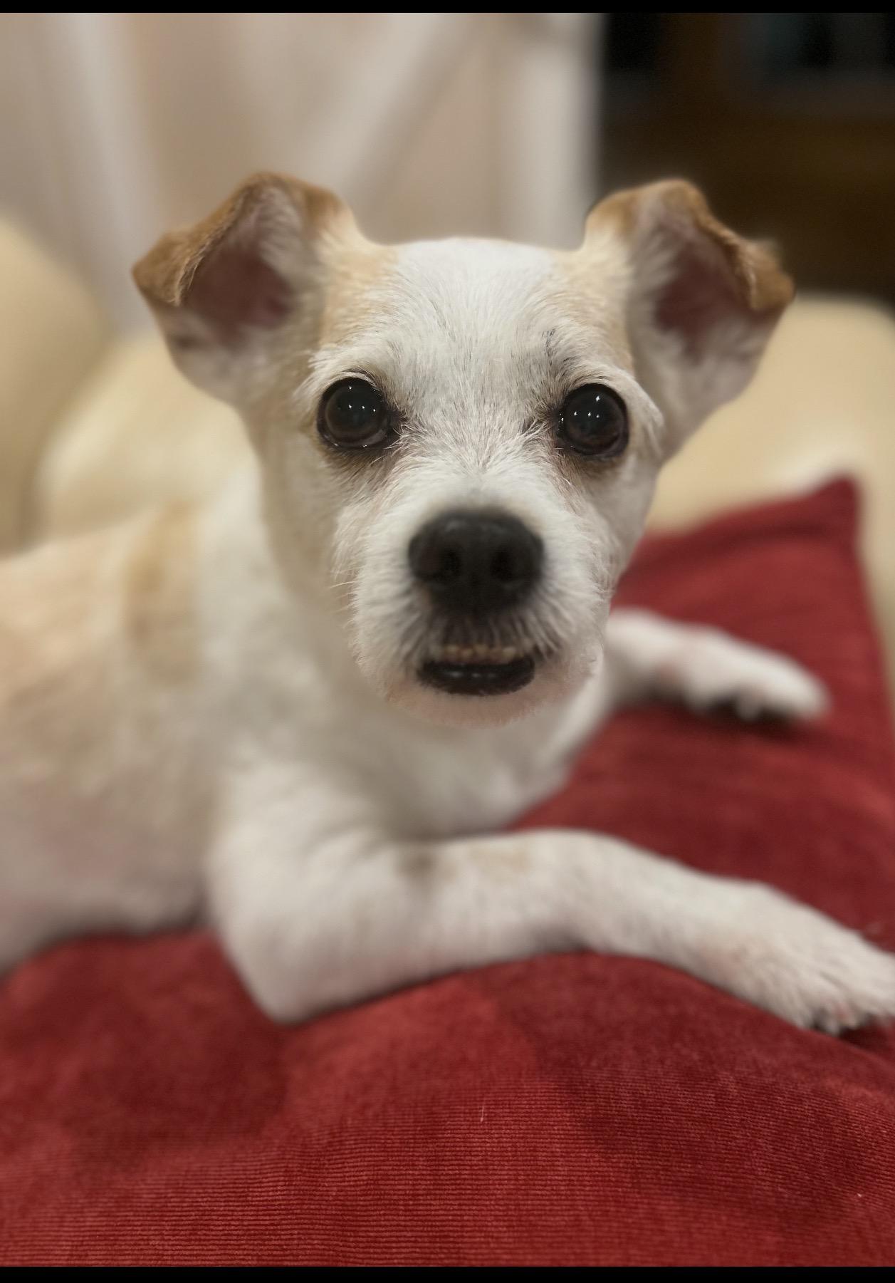 Gizmo ( courtesy post ), a ADOPTABLE mixed breed in WARREN, RI image 3/3