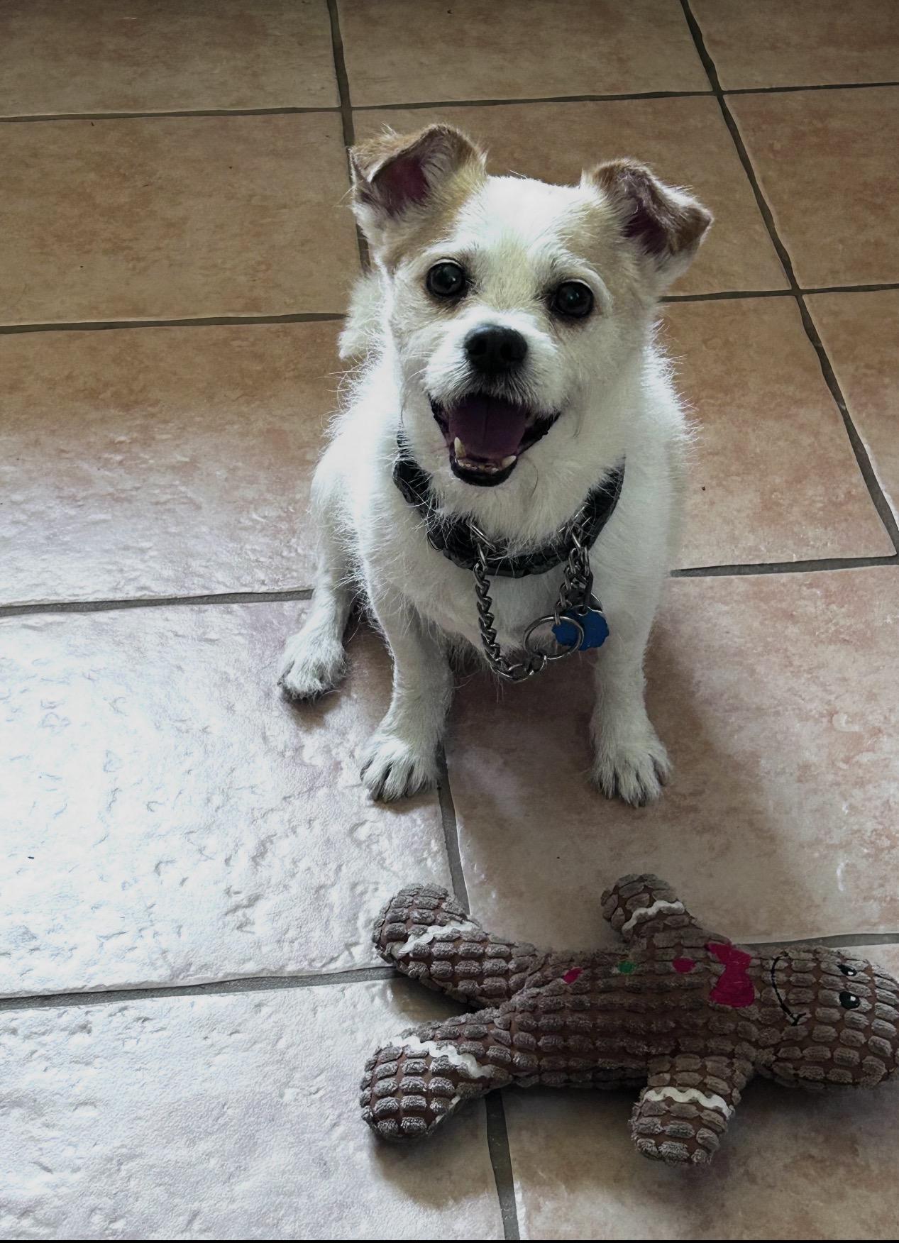 Gizmo ( courtesy post ), ADOPTABLE, Senior Male Terrier.